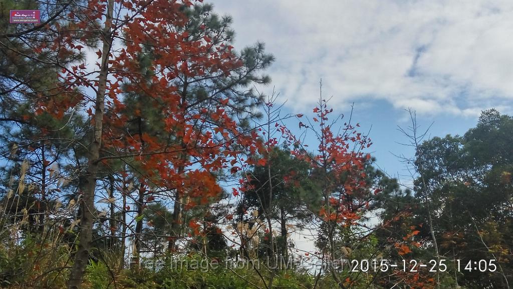 20151225red leaves-IMG_140524_HDR.jpg